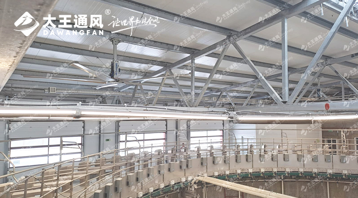 大王通風助力俄羅斯牛場畜牧養(yǎng)殖