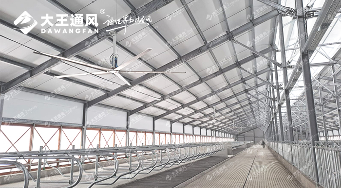 大王通風(fēng)助力俄羅斯牛場畜牧養(yǎng)殖